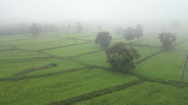 Aerial view of misty paddy field and country road surrounding a rural village at dawn. These areas serve as one of the country's most important rice-producing regions in Thailand.