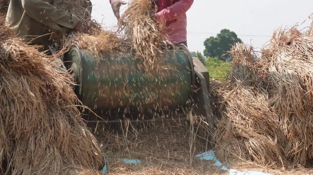 Farmers Operating Traditional Rice Threshing Machine in Harvest Field