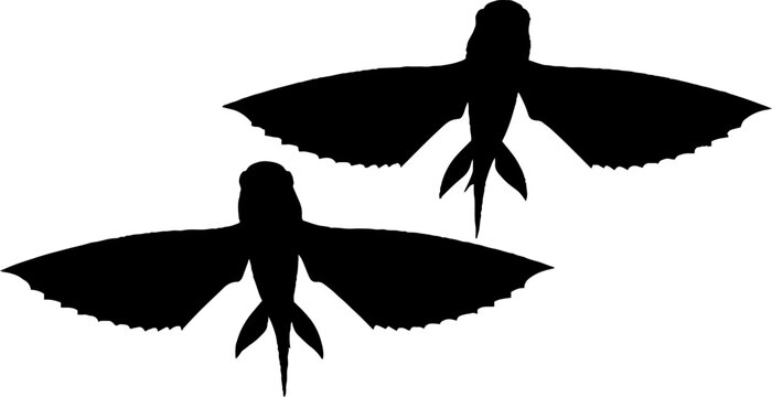 Hummingbird in Flight Hidden 3D Stereogram Design