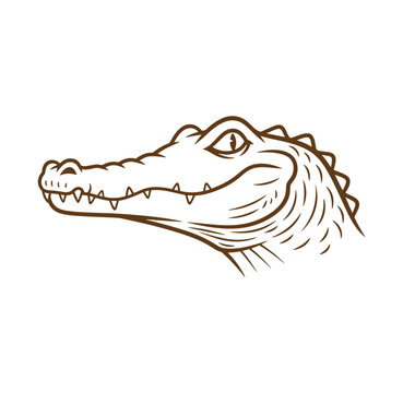 Close up of a cartoon alligator head with intense eyes white background animal head animal illustration wild animal reptile head