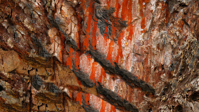 Macro texture of fresh amber resin dripping down tree bark
