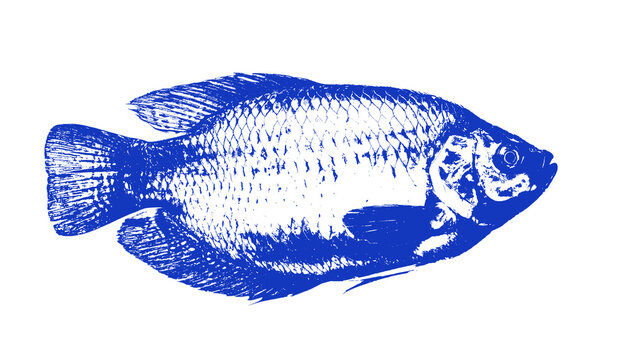 Stylized Blue Tilapia Fish Transparent Background
