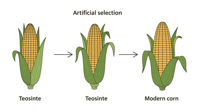 Artificial Selection Diagram Illustration showing Teosinte Evolution to Modern Corn on White Background for Education and Science