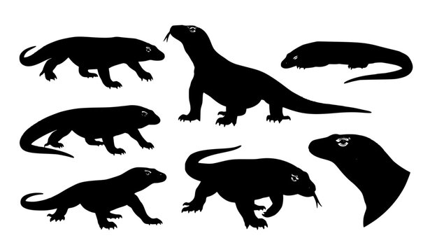 Komodo Dragon Vector Illustration Set Wildlife Reptile Collection