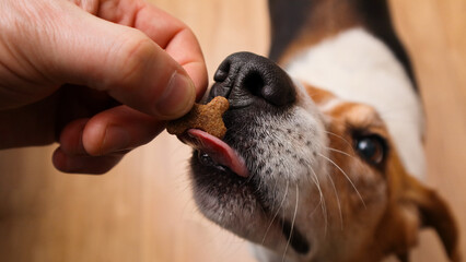 Close up of a hand giving a bone shaped treat to a tricolor beagle dog at home © Trik