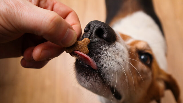 Close up of a hand giving a bone shaped treat to a tricolor beagle dog at home