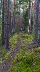 Obraz premium Scenic narrow path on mossy ridge in pine forest of Tver region