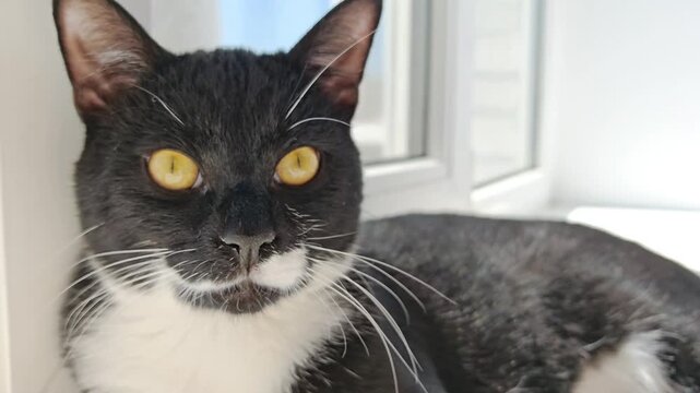 Close-up portrait of a black and white cat with yellow eyes. pet portrait, feline beauty, animal lover.
