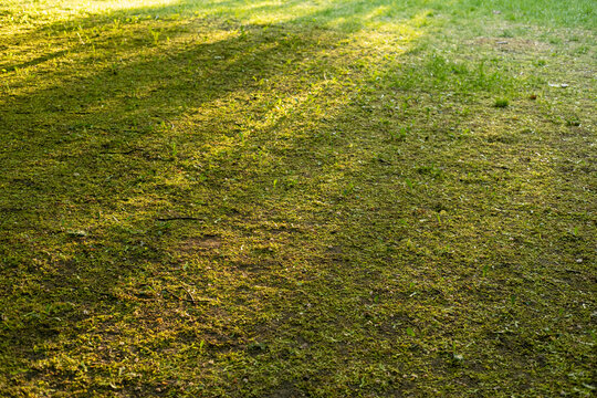 Dappled sunlight falls on a green lawn covered in fallen maple seeds and moss. The ground texture shows a mix of dirt, grass, and spring samaras creating a natural pattern in a park setting.