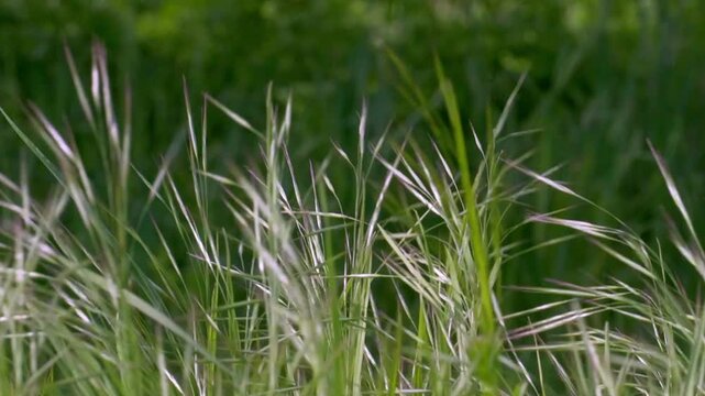 Sterile brome grass (Anisantha sterilis) in sunlight, wild cereal plants on a summer meadow.