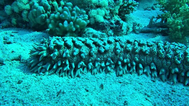close up of sea cucumber