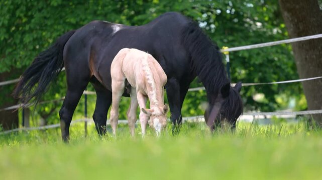 Young palomino Barb foal walking curiously across pasture while accompanied by attentive adult mares