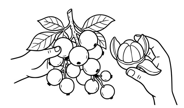 Hand drawn langsat fruit cartoon vector illustration isolated on white background