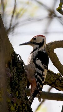 Vertical 4k b-roll of rare white-backed woodpecker foraging on old tree. Cinematic slow motion showing bird pecking bark with wood chips flying. High-quality wildlife footage for nature documentaries 