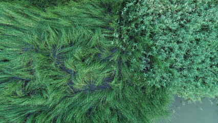Green wetland vegetation aerial perspective © AlexGo