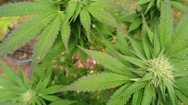 The top of a cannabis marijuana plant during flowering. The white pistils and stigma indicating that this is early in the flowering process and likely weeks away from harvest.