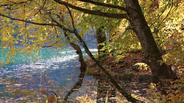 Cinematic reflections shimmer on a tranquil lake surrounded by vibrant autumn forest colors. Fairytale scenery creates relaxing and peaceful mood with mirror like water in calm woodland setting.