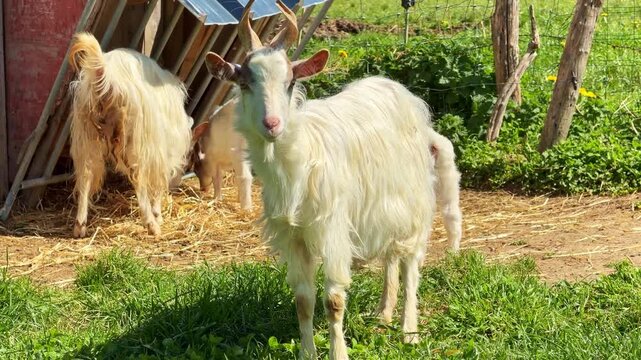 Young white buck with long hair and small horns standing in grassy pasture on sunny day
