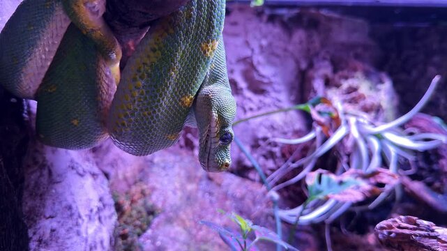 Green tree python, Morelia viridis, coiled and hanging from branch with purple light in background