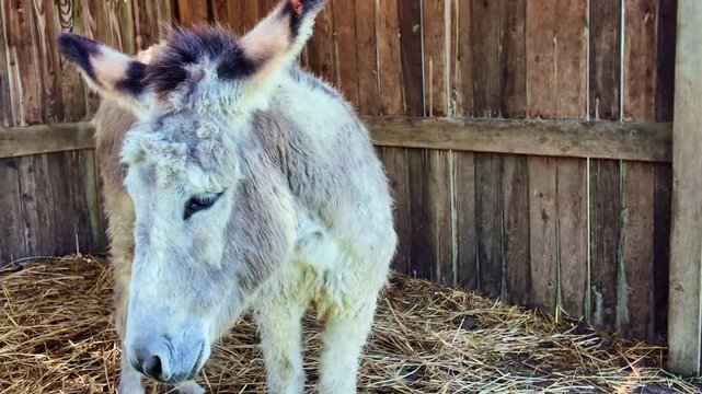 Grey donkey standing on bed of straw inside rustic wooden barn or stable