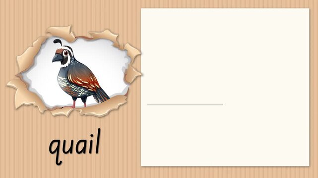 Educational Alphabet Animation for Letter Q with a Quail Illustration