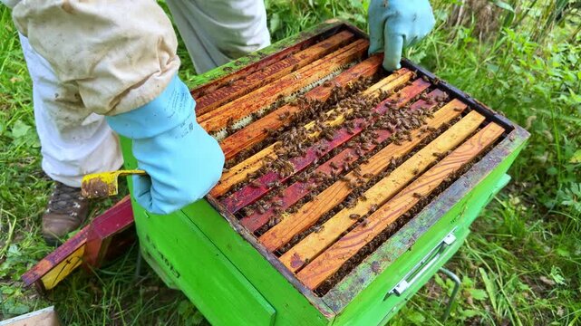 Beekeeper wearing full white protective suit and veil holds up honeycomb frame swarming with bees for inspection in an apiary