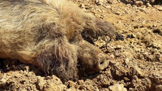 Close-up of Mangalica pig or woolly pig, lying and resting in mud on sunny day