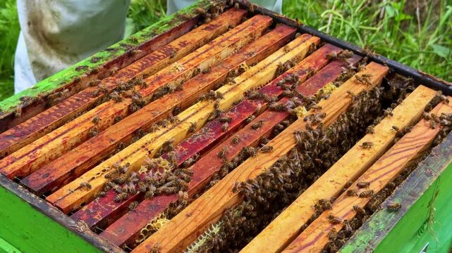 Open beehive with thousands of honey bees crawling over wooden frames