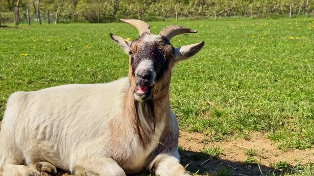 Close up of domestic goat ruminating while lying on grass in sunny field on farm