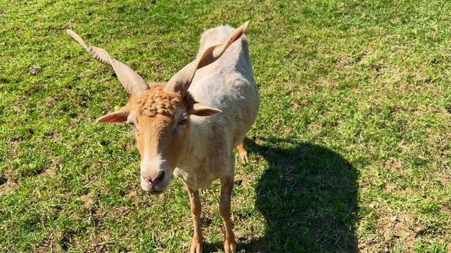 Racka sheep, rare breed with long, spiral-shaped horns, standing in green pasture on sunny day