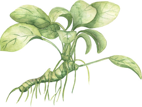 Watercolor sea anubias illustration, hand drawn ocean flora clip art, nature clipart