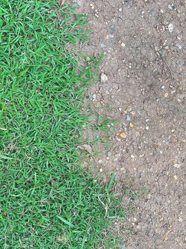 Lawn disease background showing landscaping problems and grass health issues such as grub or chinch larva damage to grass roots causing brown patches and drought stressed areas in turf as common lawn