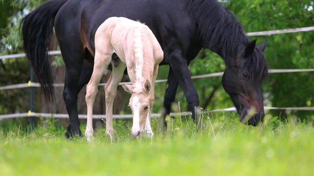 Young palomino Barb foal walking curiously across pasture while accompanied by attentive adult mares