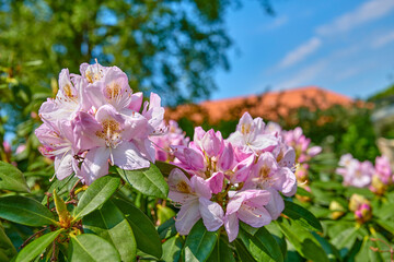 Naklejka premium Environment, growth and bush with flowers in garden for botany, eco friendly foliage and blooming, Spring season, blossom and nature with rhododendron outdoor for floral, petal and ecosystem