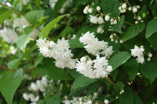 Closeup of white flowers of double Deutzia crenata in June