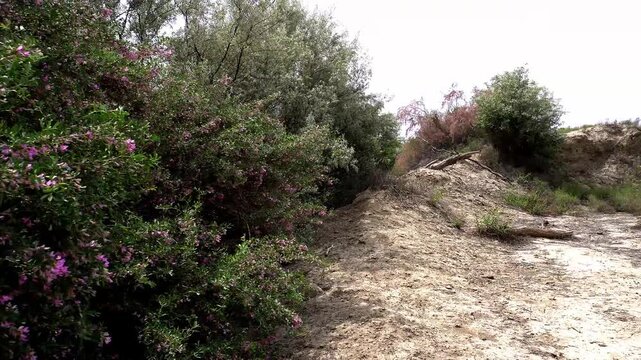 Blooming Silver-leafed Salt Tree (Halimodendron halodendron) in the arid landscape.