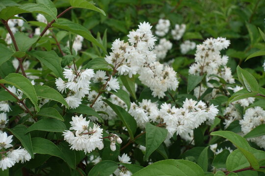 Mass of white flowers of double Deutzia crenata in mid June