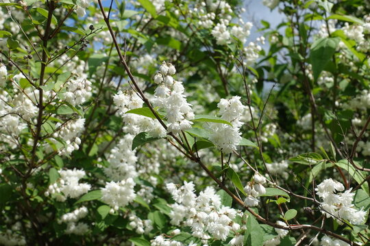 Opening white flowers of double Deutzia crenata in June