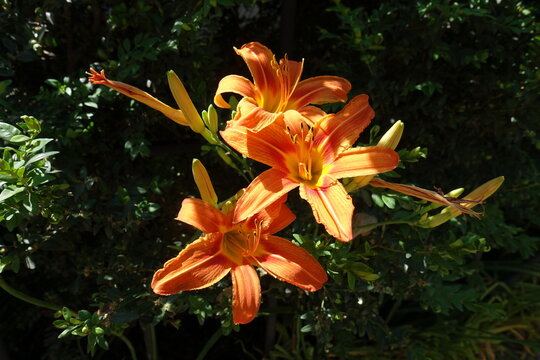 Three orange flowers of Hemerocallis fulva in June