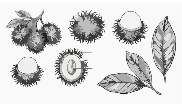 Vintage rambutan ink sketch vector set with tropical fruit illustrations isolated on white background