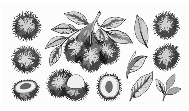 Black and white rambutan fruit sketch vector illustration collection isolated on white
