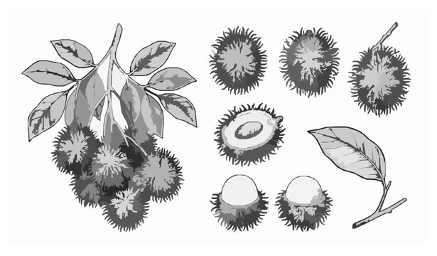 Rambutan hand drawn ink sketch vector set isolated on white background