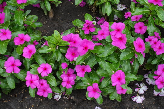 Row of Catharanthus roseus with bright pink flowers in July