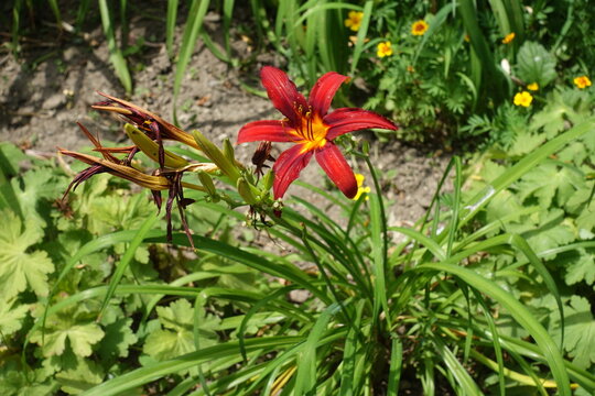 Flower of red Hemerocallis fulva in mid July