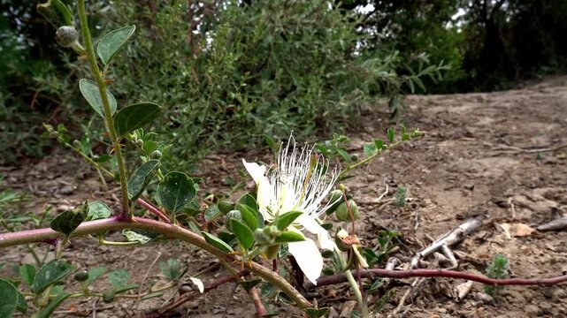 Blooming Caper bush (Capparis spinosa) in the arid steppe environment.