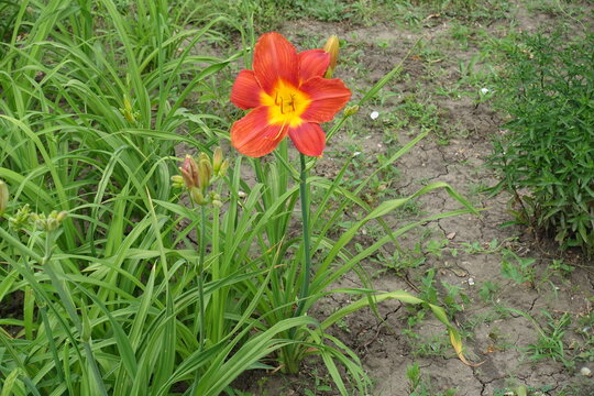 Full length view of Hemerocallis fulva with red flower in June