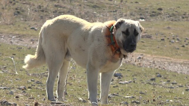 Large Turkish livestock guardian dog Malakli and Kangal wearing spiked collar on meadow plain. Powerful Anatolian shepherd breeds resting standing outdoors in open countryside.