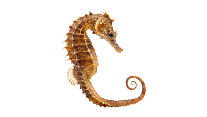 Beautiful natural seahorse for marine wildlife ocean ecosystem and aquatic animal biology education isolated on transparent background cut out © 1png-stock