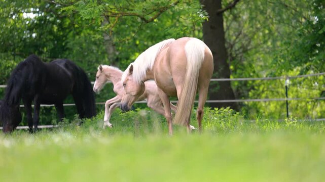 Young palomino Barb foal walking curiously across pasture while accompanied by attentive adult mares