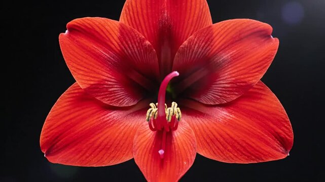 Time lapse of a red amaryllis flower blossoming against a black background, representing growth and beauty